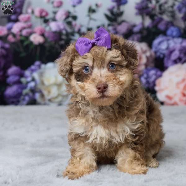 Tonya, Havapoo Puppy